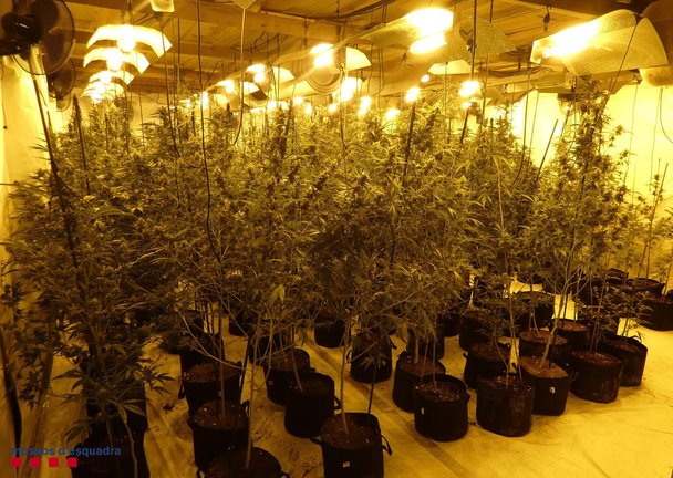Desarticulado un grupo criminal especializado en el cultivo de marihuana en Tarragona