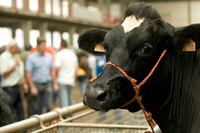 Una vaca observa al cámara en la Feria de Ganados de Torrelavega. / ALERTA
