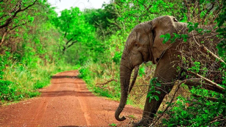 27624442-Elefante-africano-en-el-Parque-Nacional-Mole-Ghana-Foto-de-archivo-1280x720