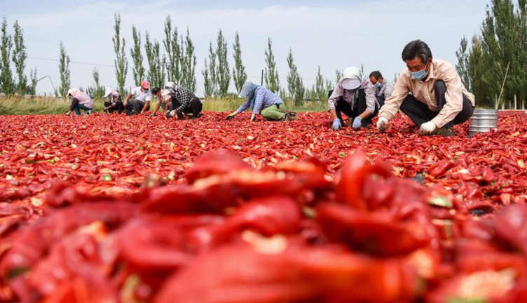 Agricultores secando chiles en la aldea de Dongdahan, distrito de Bohu, en la región autónoma uygur de Xinjiang, en el noroeste de China.