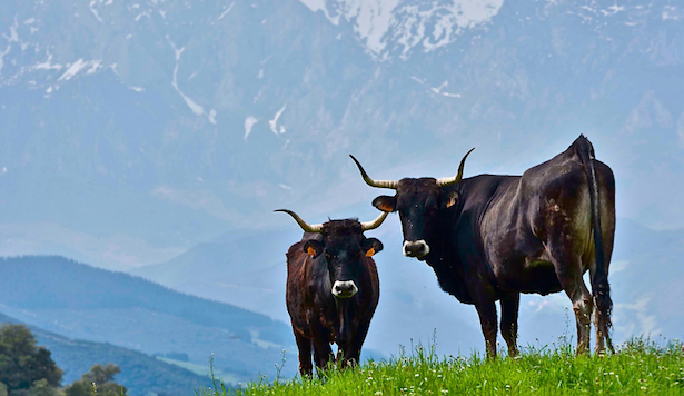 Dos vacas tudancas pastan en la región cántabra. / ALERTA