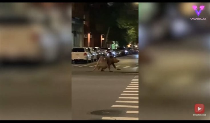Filman a un hombre disfrazado de rata cruzando una calle en Nueva York - YOUTUBE/VIDELO