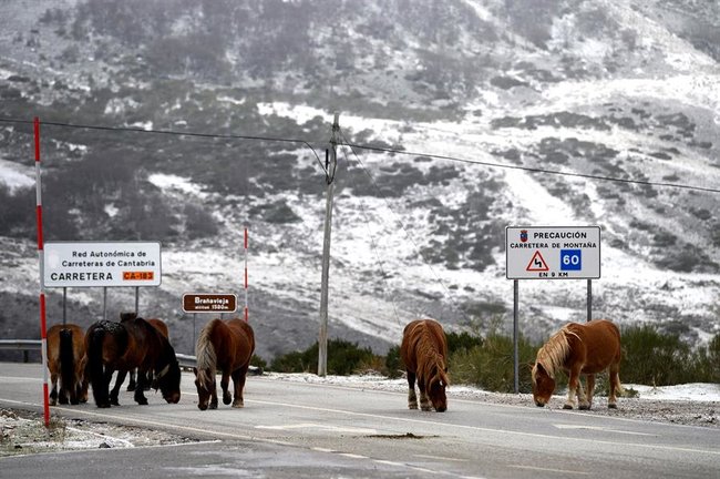 Varios caballos por la carretera de acceso a la localidad cántabra de Brañavieja, donde la Agencia Estatal de Meteorología prevé una cota de nieve entre 1.400 y 1.600 metros bajando hasta 900 y 1.100 metros. EFE/Pedro Puente Hoyos