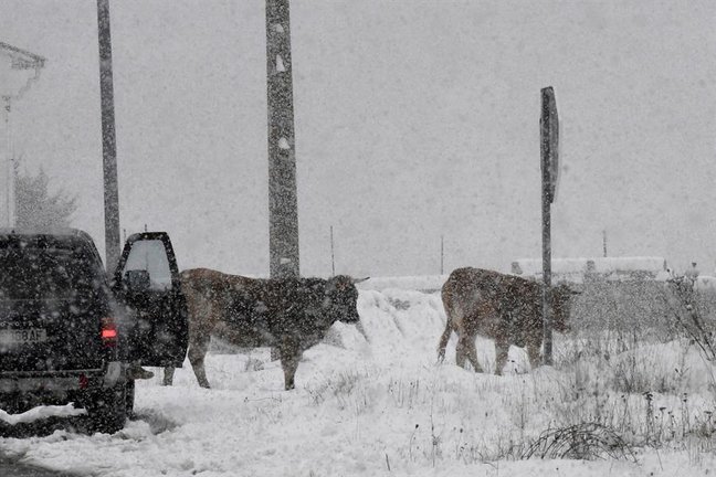 Unas vacas pastan entre la nieve este sábado en el norte de la provincia de León en una jornada marcada por el temporal y las bajas temperaturas. EFE/J.Casares