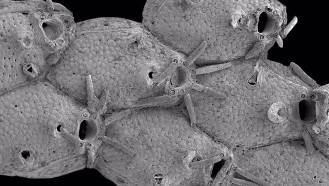 Un briozoo llamado Microporella funbio fue descubierto en un volcán de lodo submarino frente a la costa española. - ATLAS PROJECT