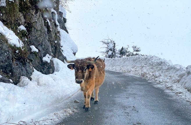 Una vaca en la carretera en el Alto del Asón en el día de ayer. / ruiz garmendia