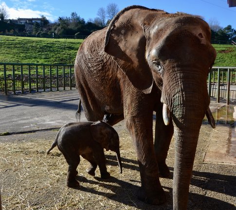 Cristina, la primera elefanta criada a biberón en nuestro parque y en Europa.