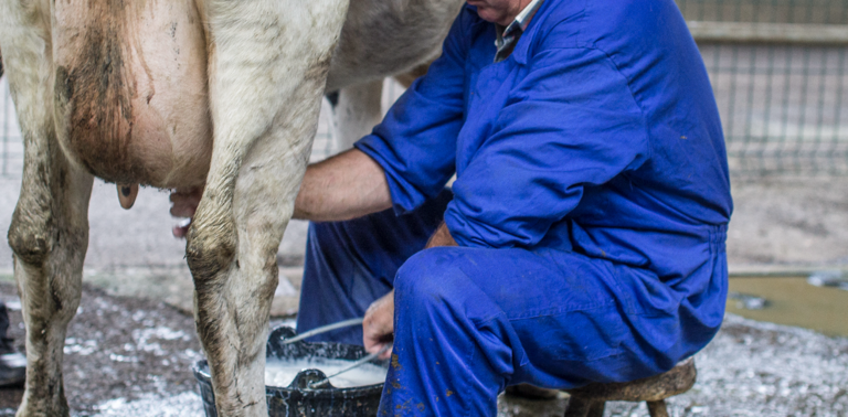 Un ganadero ordeña a una vaca en el Ferial de Torrelavega. / ALERTA