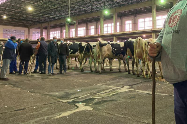 Varios ganaderos en la feria de ganados de Torrelavega. / ALERTA