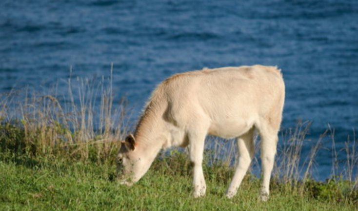 Una vaca pasta en costa occidental de Cantabria. / ALERTA