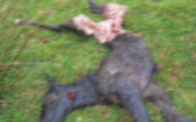 Uno de los dos potros muertos por los lobos en la finca El Jaro de Cabezón de la Sal el 25 de abril de 2020. / A. Saja