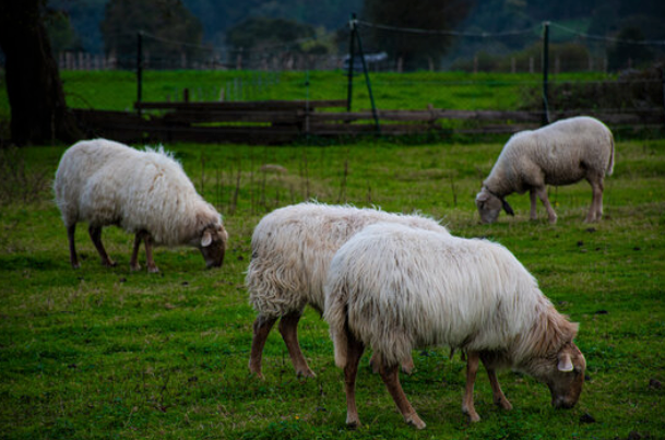 Vista de ovejas en una ganadería cántabra. / ARCHIVO