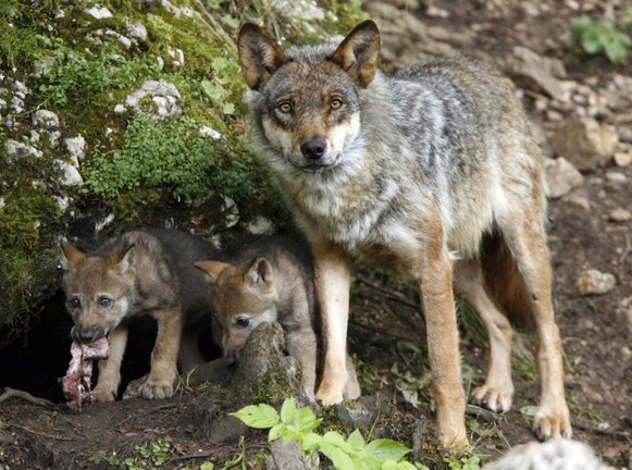 Un lobo ibérico con dos crías. / E. PRESS