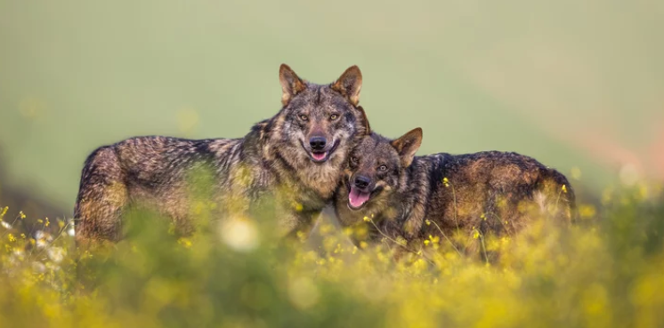 Dos lobos ibéricos en los Picos de Europa.