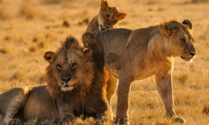 Los cadáveres de seis leones han sido hallados en el Parque Nacional de la Reina Isabel.