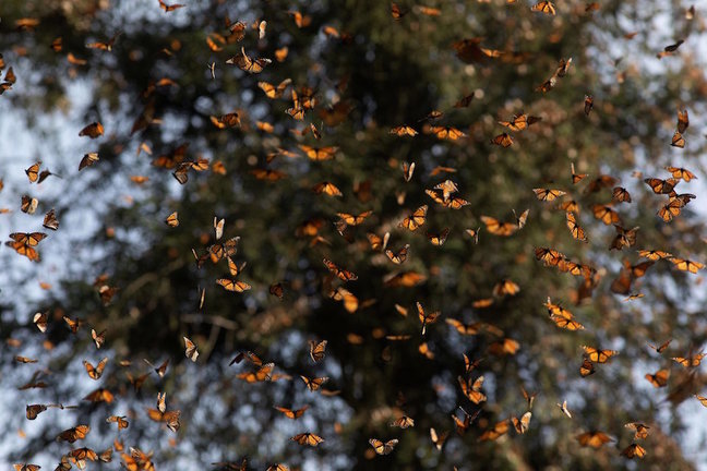 Vista del santuario de mariposas monarcas, en el municipio de Ocampo. / Enrique Granados