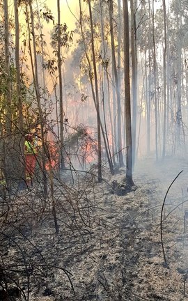 Los compañeros de 
BRIF de Rueente continúan trabajando junto a #BomberosForestales del Servicio de Montes de 
@cantabriaes en el incendio de Herrerias que afecta a bosque de eucalipto./ @BRIF_Ruente