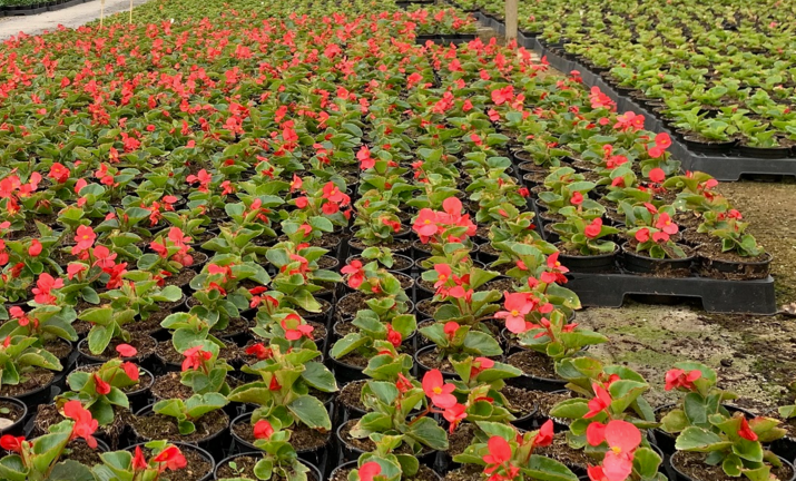Plantas en el invernadero de Serca que se plantarán por los espacios públicos de Torrelavega.