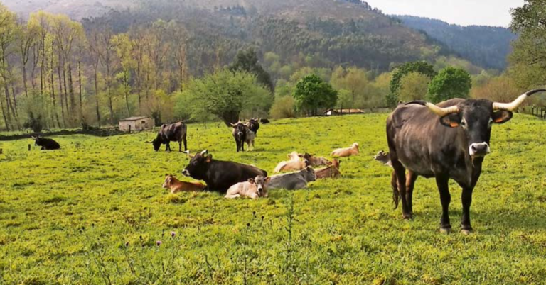 Un grupo de vacas tudancas. / Saja