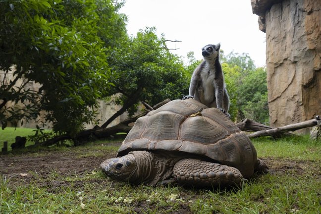 Tortugas gigantes en Bioparc