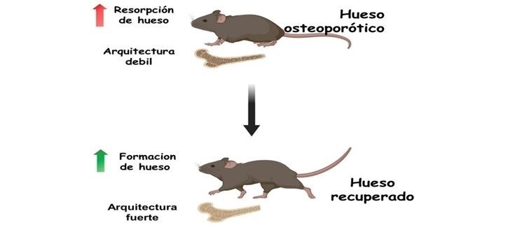 Investigadores españoles desarrollan un nanosistema capaz de revertir la osteoporosis en modelos animales