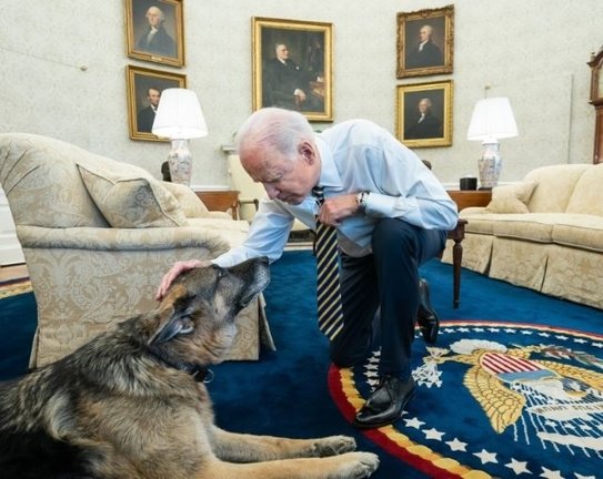 Champ, uno de los perros del presidente Joe Biden