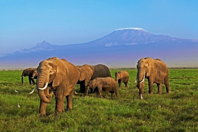 Archivo - Elefantes africanos