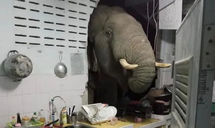 Un elefante irrumpe en la cocina de Tailandia en busca de un tentempié - vídeo