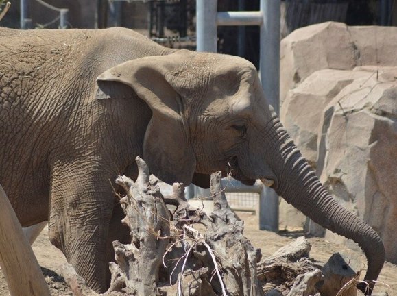 El elefante de la sabana africana Tembo, en el zoológico de San Diego, fue uno de los elefantes que participaron en el estudio.
