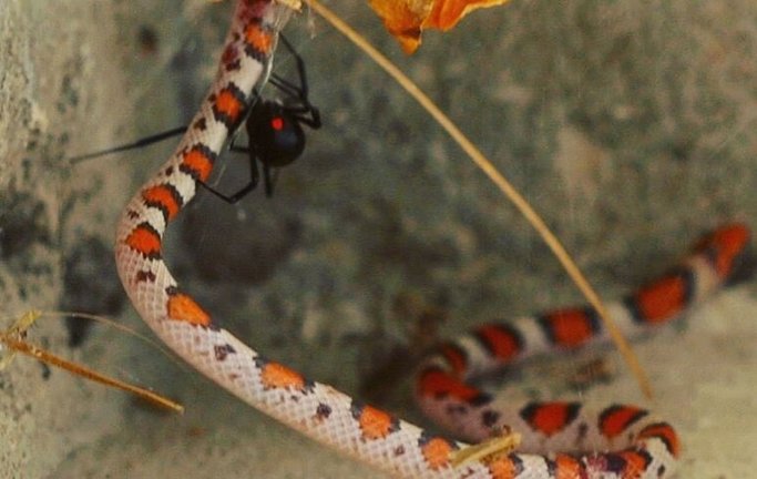 Serpiente escarlata atrapada y asesinada en una telaraña de viuda negra en la esquina del porche delantero de una casa en Gulf Breeze, Florida, Estados Unidos.