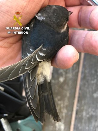 La Guardia Civil ha investigado a una mujer en Granada como presunta autora de un delito contra la flora y fauna silvestres después de que destruyera treinta nidos de avión común (Delichon urbicum) y provocara la muerte de 44 pollos.