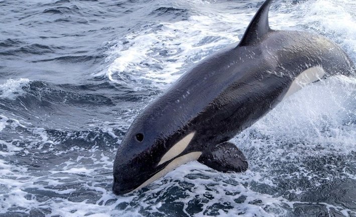 Una orca en una imagen de archivo