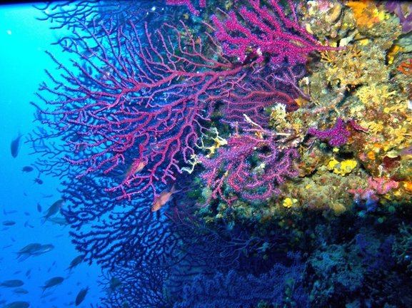 Arrecife de coral. Especie Paramuricea clavata coralligeno.