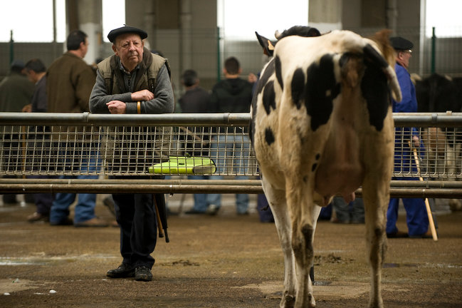 Una persona observa una vaca en la Feria de Ganados de Torrelavega. / ALERTA ARCHIVO