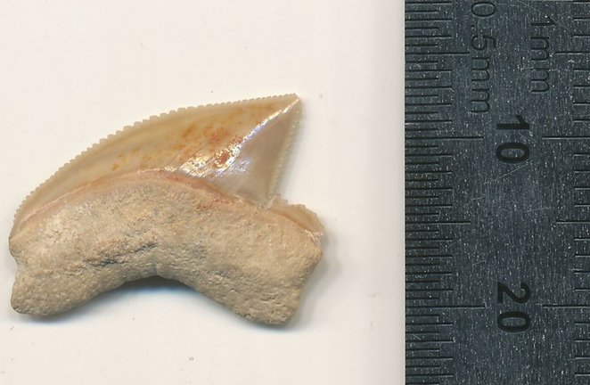 Diente de Squalicorax fosilizado Nr. 07815 del sitio de excavación de Jerusalén.