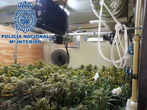 Plantanción indoor de marihuana desmantelada por la Policía Nacional en Sanlúcar de Barrameda.