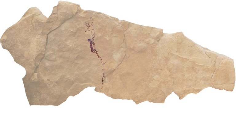 Pintura rupestre de Castellote (Teruel) sobre la recolección de mil hace 7.500 años