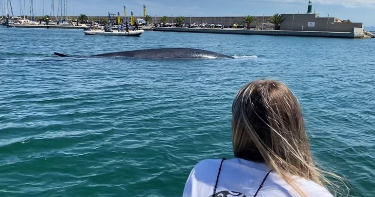 Consiguen devolver a mar abierto una ballena de 18 metros atrapada en el Real Club Náutico de València