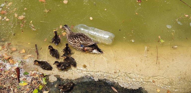 Archivo - Una hembra de ánade real con sus crías nadando entre suciedad y una botella de plástico en el lago del Parque Juan Carlos I de Madrid