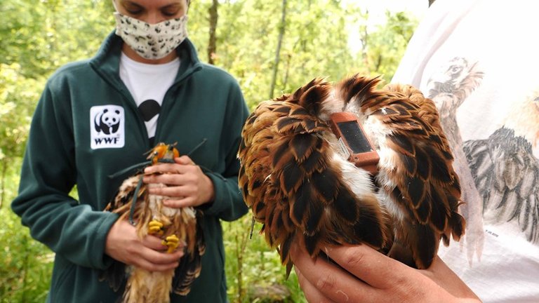 WWF lanza la campaña “Centinelas del veneno” para luchar desde el aire contra esta amenaza