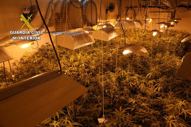La Guardia Civil desmantela cuatro plantaciones de marihuana en Alcaudete de la Jara.
