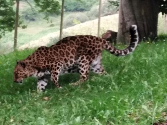Hembra de leopardo acogida en BBK Karpin Fauna