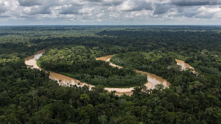 La selva amazónica a menudo se llama "los pulmones del mundo".