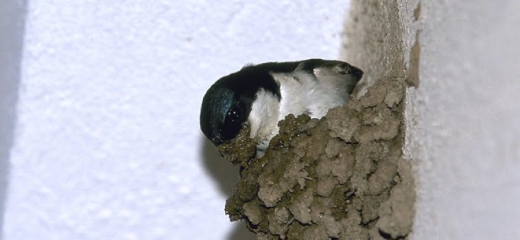 Avión común en su nido