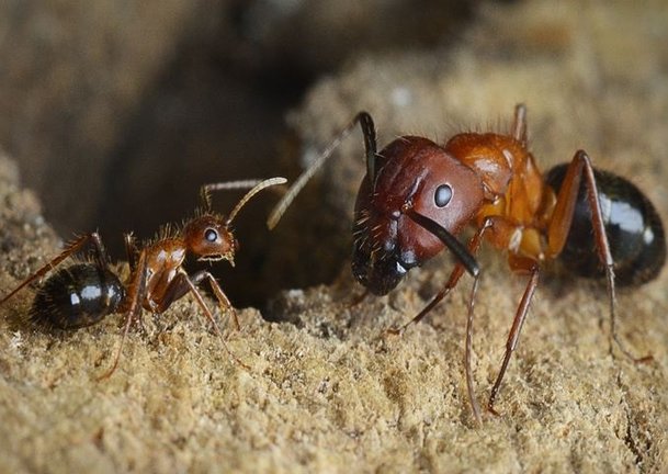 Archivo - Hormigas obreras de C. Floridanus