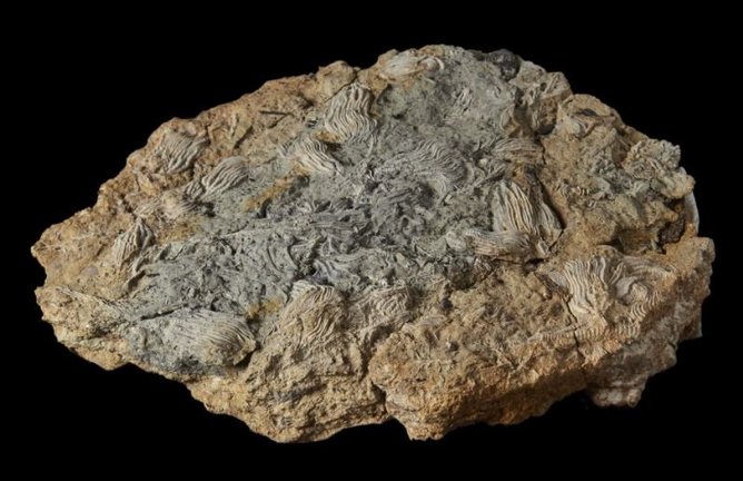 Una de las muestras con fósiles halladas en la excavación