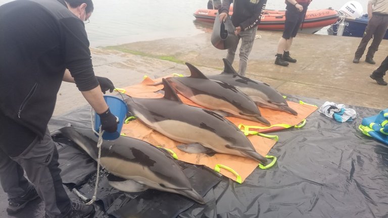 Liberados cuatro delfines que quedaron varados en la ría de Arousa