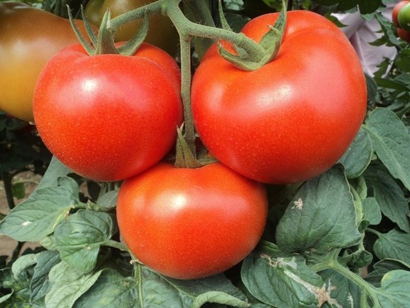 Archivo - Tomates