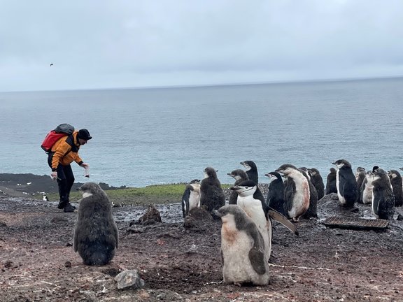 Investigadores trabajando en la Antártida con pingüinos del género Pygoscelis.