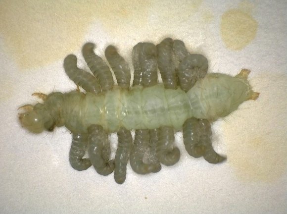 Larvas de un parasitoide
